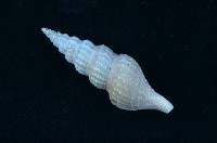 藏品(玉米捲管螺 )的圖片